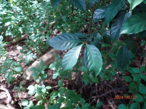 台北茜草樹(VU，易危)